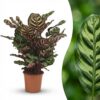 Pfauenpflanze - Calathea Makoyana - Grün - Pflegeleicht
