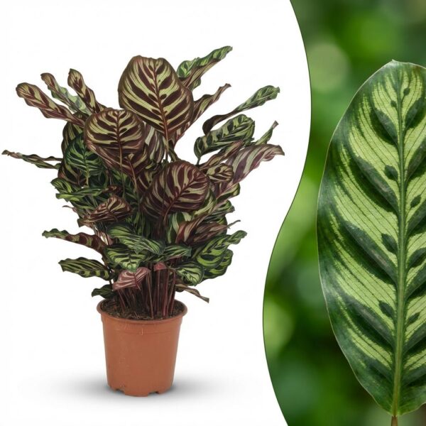 Pfauenpflanze - Calathea Makoyana - Grün - Pflegeleicht