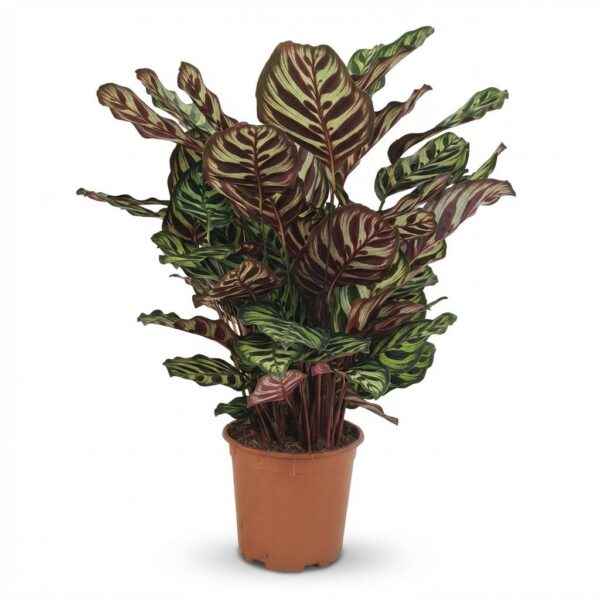 Pfauenpflanze - Calathea Makoyana - Grün - Pflegeleicht