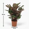 Pfauenpflanze - Calathea Makoyana - Grün - Pflegeleicht