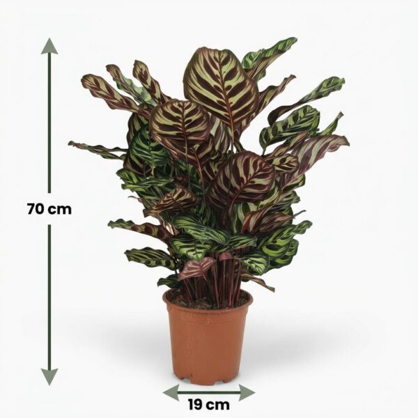 Pfauenpflanze - Calathea Makoyana - Grün - Pflegeleicht