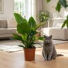 0656b3bb76d0421e8c9e928c0cf8e243a388b2d297414e5488c86e650e7b7b5c.jpg Philodendron - Philodendron Imperial Green - Grün - Pflegeleicht