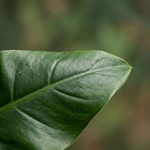 2564f12d03c7403ca7e477de452e60eb4b86c308690c461881735f6a1fa6ea5d.jpg Philodendron - Philodendron Imperial Green - Grün - Pflegeleicht