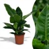 88c8512a05cf47788577f7b1b065a63672b3b030319d4b89bafbf5f03db695f0.jpg Philodendron - Philodendron Imperial Green - Grün - Pflegeleicht