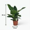 b49615e4d097470988b1c49d63309a8bf54ce200538e44dca5a033241ae361c2.jpg Philodendron - Philodendron Imperial Green - Grün - Pflegeleicht