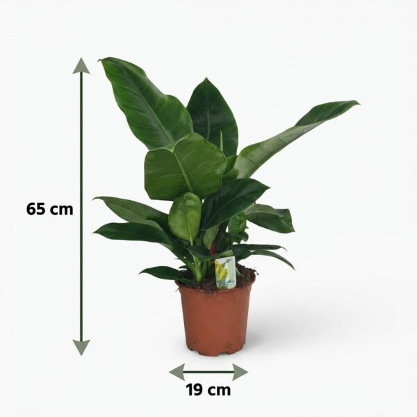 b49615e4d097470988b1c49d63309a8bf54ce200538e44dca5a033241ae361c2.jpg Philodendron - Philodendron Imperial Green - Grün - Pflegeleicht