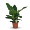be3a01123d01432c8830adccfa0b41908e2c85a067cc4a42a841738741b3322d.jpg Philodendron - Philodendron Imperial Green - Grün - Pflegeleicht