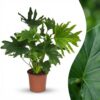 Philodendron - Philodendron Lickety split - Grün - Pflegeleicht