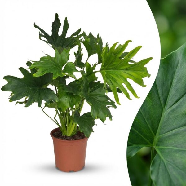 Philodendron - Philodendron Lickety split - Grün - Pflegeleicht