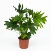Philodendron - Philodendron Lickety split - Grün - Pflegeleicht