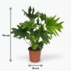 Philodendron - Philodendron Lickety split - Grün - Pflegeleicht