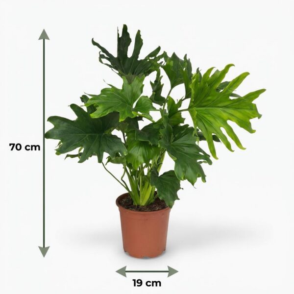 Philodendron - Philodendron Lickety split - Grün - Pflegeleicht