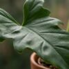 4f182da14d494285bb2474b17a84db66d8e4dc2016c04fab92a3b043f159c8fe.jpg Philodendron - Philodendron Lacerum - Grün - Pflegeleicht