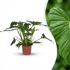 5b9c8af107484d6689b8835c53225dcdedbb3c25c76c4ce48a526022bfdf1767.jpg Philodendron - Philodendron Lacerum - Grün - Pflegeleicht