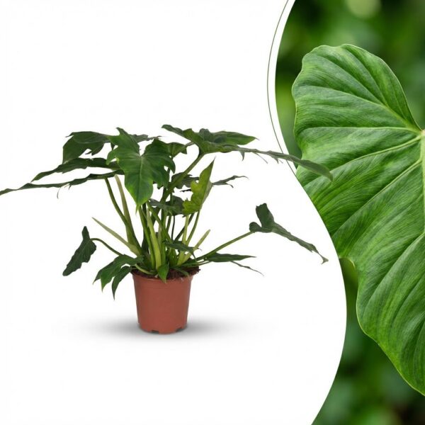 5b9c8af107484d6689b8835c53225dcdedbb3c25c76c4ce48a526022bfdf1767.jpg Philodendron - Philodendron Lacerum - Grün - Pflegeleicht