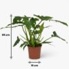 6a4be5e424c84ac9bd7dc9cf24d177ec3e7a2fe1f5b642c4ad426789c8487a06.jpg Philodendron - Philodendron Lacerum - Grün - Pflegeleicht
