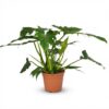 b29c2a9ab64a41b4bec60ae836c502d2cc3f0d67f86c47e6b95acca1c5ae4629.jpg Philodendron - Philodendron Lacerum - Grün - Pflegeleicht