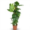 Lochpflanze - Monstera Deliciosa Moosranke - Grün - Pflegeleicht