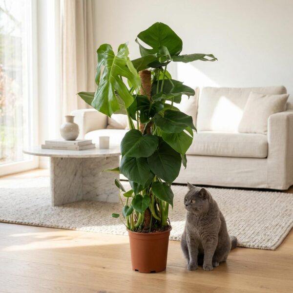 Lochpflanze - Monstera Deliciosa Moosranke - Grün - Pflegeleicht
