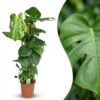 Lochpflanze - Monstera Deliciosa Moosranke - Grün - Pflegeleicht