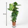Lochpflanze - Monstera Deliciosa Moosranke - Grün - Pflegeleicht