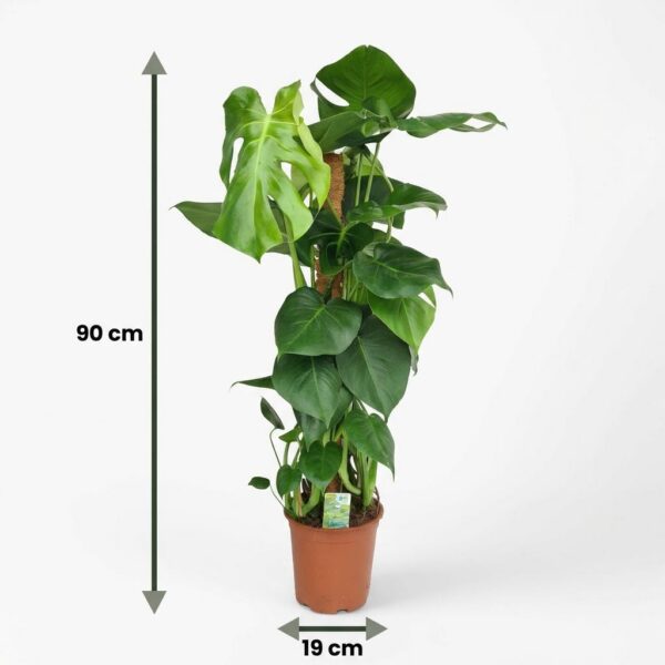 Lochpflanze - Monstera Deliciosa Moosranke - Grün - Pflegeleicht