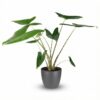 Elefantenohr - Alocasia Zebrina - Grün - Pflegeleicht - mit Potter Grey