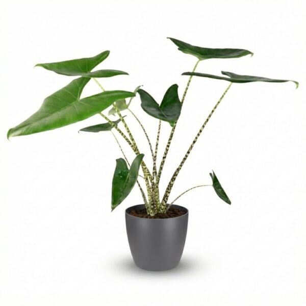 Elefantenohr - Alocasia Zebrina - Grün - Pflegeleicht - mit Potter Grey