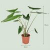 Elefantenohr - Alocasia Zebrina - Grün - Pflegeleicht - mit Potter Grey