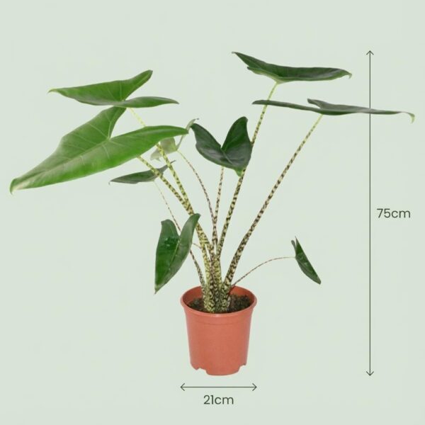 Elefantenohr - Alocasia Zebrina - Grün - Pflegeleicht - mit Potter Grey
