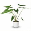 394fc1947974479997c7912207d775d6d8a30371c210429f9b6d1c6b4a7dfaba.jpg Elefantenohr - Alocasia Zebrina - Grün - Pflegeleicht - mit Potter White