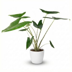 394fc1947974479997c7912207d775d6d8a30371c210429f9b6d1c6b4a7dfaba.jpg Elefantenohr - Alocasia Zebrina - Grün - Pflegeleicht - mit Potter White