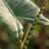 Elefantenohr Zebrina - Alocasia Zebrina - Grün - Pflegeleicht - mit Korb