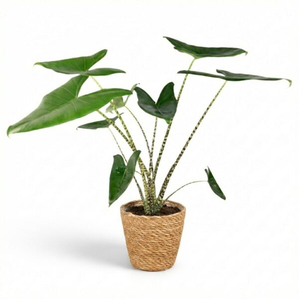 Elefantenohr Zebrina - Alocasia Zebrina - Grün - Pflegeleicht - mit Korb