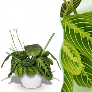 4c1d9d1bb4c84d6d989fe8c8a298216e773366e2fea0454a8558fddb344da798.jpg Maranta Fascinator Lemon Lime - Gebetspflanze - Haustierfreundliche Pflanze - Grün - mit Potter White
