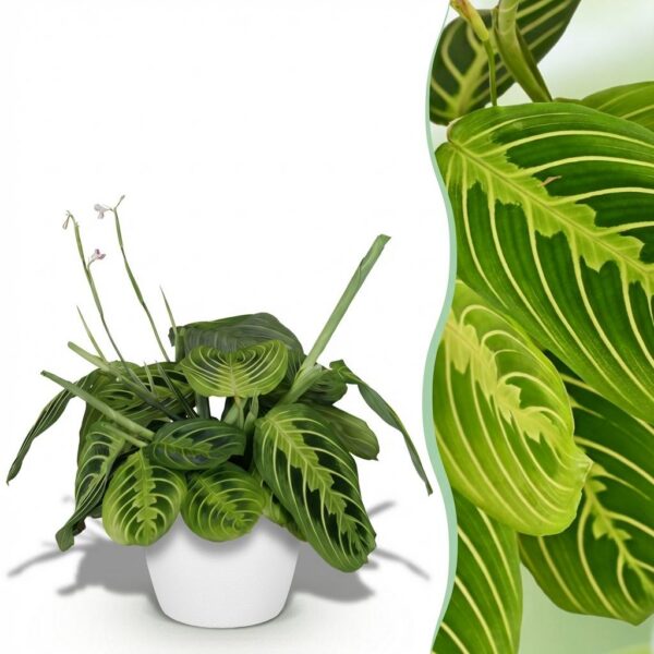4c1d9d1bb4c84d6d989fe8c8a298216e773366e2fea0454a8558fddb344da798.jpg Maranta Fascinator Lemon Lime - Gebetspflanze - Haustierfreundliche Pflanze - Grün - mit Potter White
