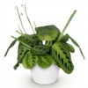 e84135e4323f4670b23f50afee77a9c0280d30d8be284f729d1739f2b13176cb.jpg Maranta Fascinator Lemon Lime - Gebetspflanze - Haustierfreundliche Pflanze - Grün - mit Potter White
