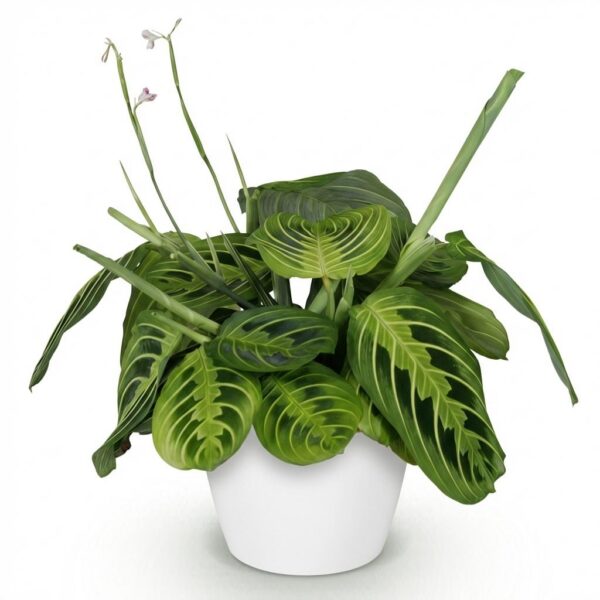 e84135e4323f4670b23f50afee77a9c0280d30d8be284f729d1739f2b13176cb.jpg Maranta Fascinator Lemon Lime - Gebetspflanze - Haustierfreundliche Pflanze - Grün - mit Potter White