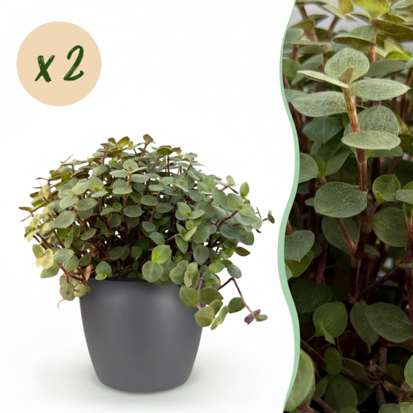 acb5217feafc44559ac37a9fd1ffe6320b8b12893b744fc1ae7c08d0e0c24dc9.png Calissia repens - Katzengras - Haustierfreundlich - Grün - 2 Pflanzen - mit Potter Grey