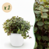 Calissia repens - Katzengras - Haustierfreundlich - Grün - 2 Pflanzen - mit Potter White