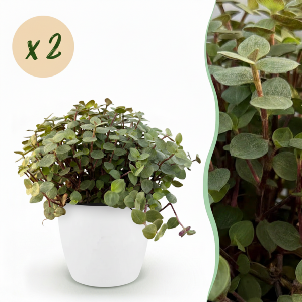 Calissia repens - Katzengras - Haustierfreundlich - Grün - 2 Pflanzen - mit Potter White
