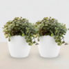 Calissia repens - Katzengras - Haustierfreundlich - Grün - 2 Pflanzen - mit Potter White
