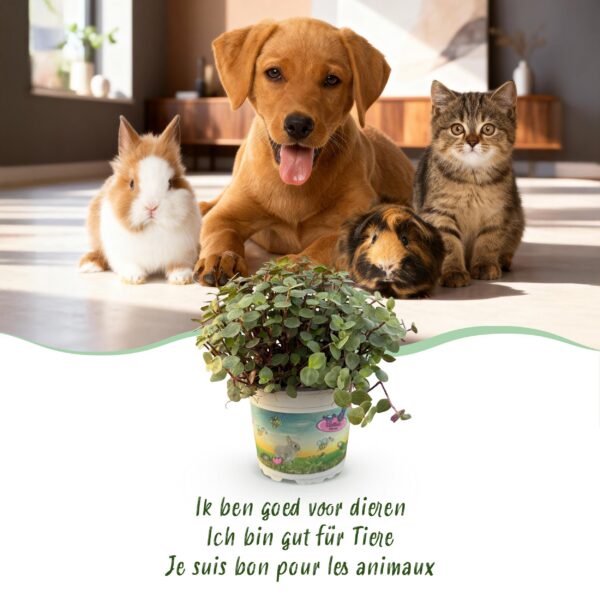 Calissia repens - Katzengras - Haustierfreundlich - Grün - 2 Pflanzen - mit Potter White