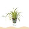02275ecfb68540f4b81ab11acd47dbda96d579e572744eb996ddb34ffdb2c34b.jpg Chlorophytum comosum Variegatum - Bunte Graslilie - Haustierfreundliche Pflanze - Grün - 2 Pflanzen - mit Korb