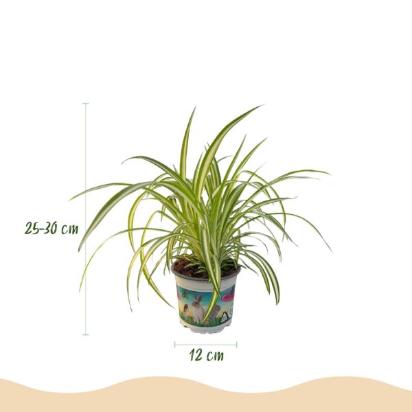 02275ecfb68540f4b81ab11acd47dbda96d579e572744eb996ddb34ffdb2c34b.jpg Chlorophytum comosum Variegatum - Bunte Graslilie - Haustierfreundliche Pflanze - Grün - 2 Pflanzen - mit Korb