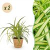 10c7c6a640814aae9d4bb95226f4650644054c84b9004cef8667689379b025d6.jpg Chlorophytum comosum Variegatum - Bunte Graslilie - Haustierfreundliche Pflanze - Grün - 2 Pflanzen - mit Korb