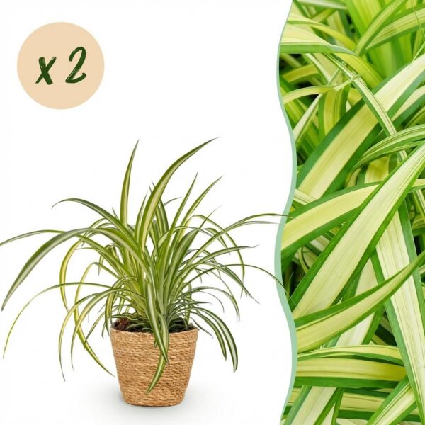 10c7c6a640814aae9d4bb95226f4650644054c84b9004cef8667689379b025d6.jpg Chlorophytum comosum Variegatum - Bunte Graslilie - Haustierfreundliche Pflanze - Grün - 2 Pflanzen - mit Korb