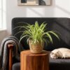 1c420a511f284f88b1fed434d9290214b91849a47d24479485104f03d3a76af7.jpg Chlorophytum comosum Variegatum - Bunte Graslilie - Haustierfreundliche Pflanze - Grün - 2 Pflanzen - mit Korb