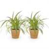 a5ddae1d4c0142f582c168698e90d0a2153ec6e344134ec884bcb360f0d885ac.jpg Chlorophytum comosum Variegatum - Bunte Graslilie - Haustierfreundliche Pflanze - Grün - 2 Pflanzen - mit Korb