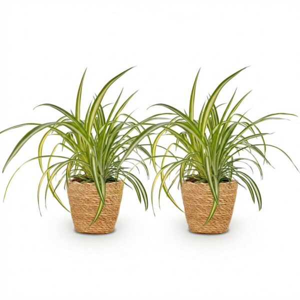 a5ddae1d4c0142f582c168698e90d0a2153ec6e344134ec884bcb360f0d885ac.jpg Chlorophytum comosum Variegatum - Bunte Graslilie - Haustierfreundliche Pflanze - Grün - 2 Pflanzen - mit Korb